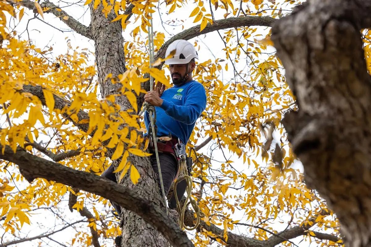 Skilled Tree Pruning crew working in Mexico